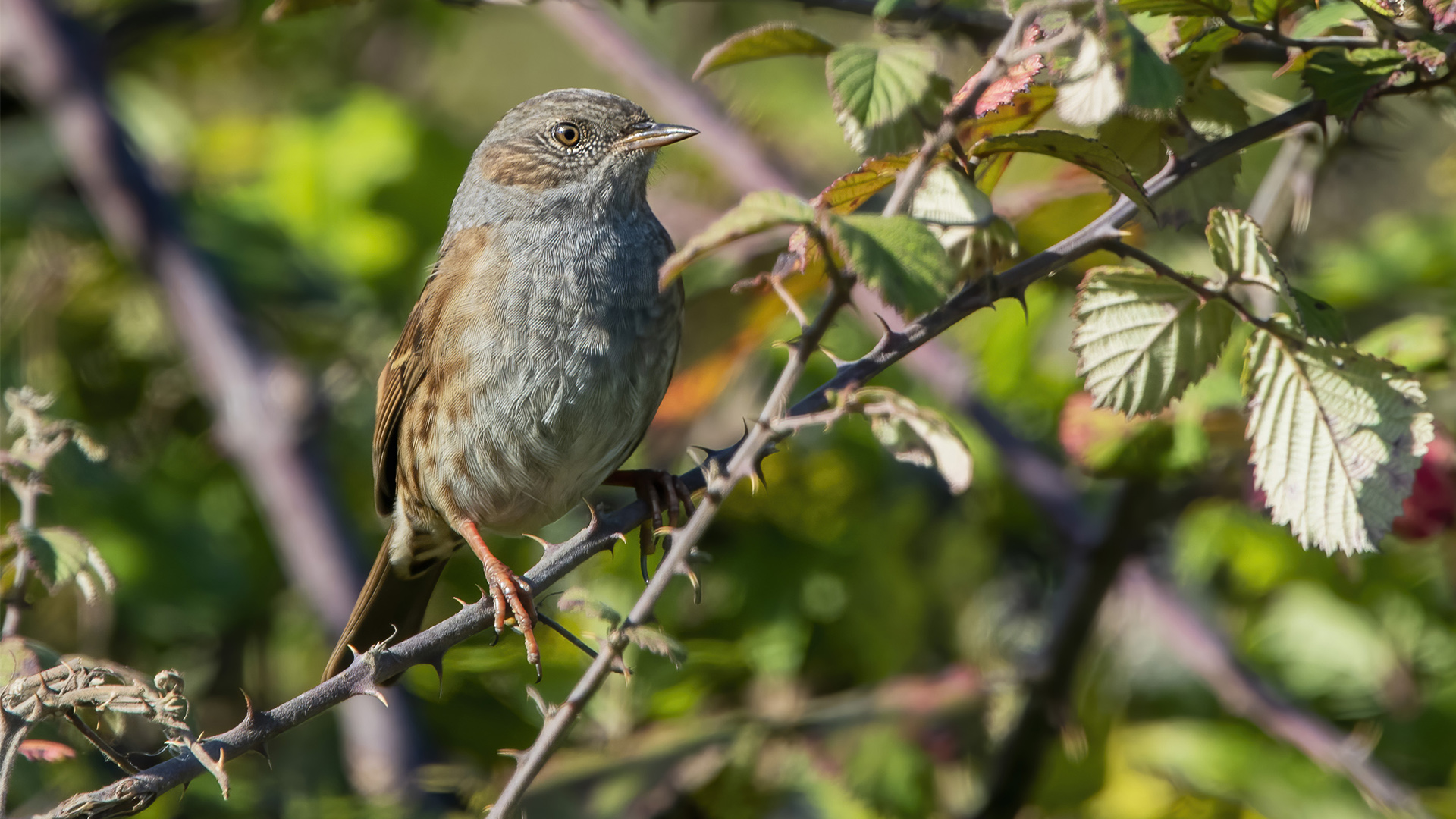 Dunnock